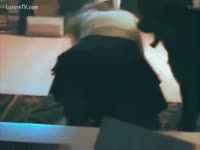 Dog Plays with her Owner then with Her Pussy